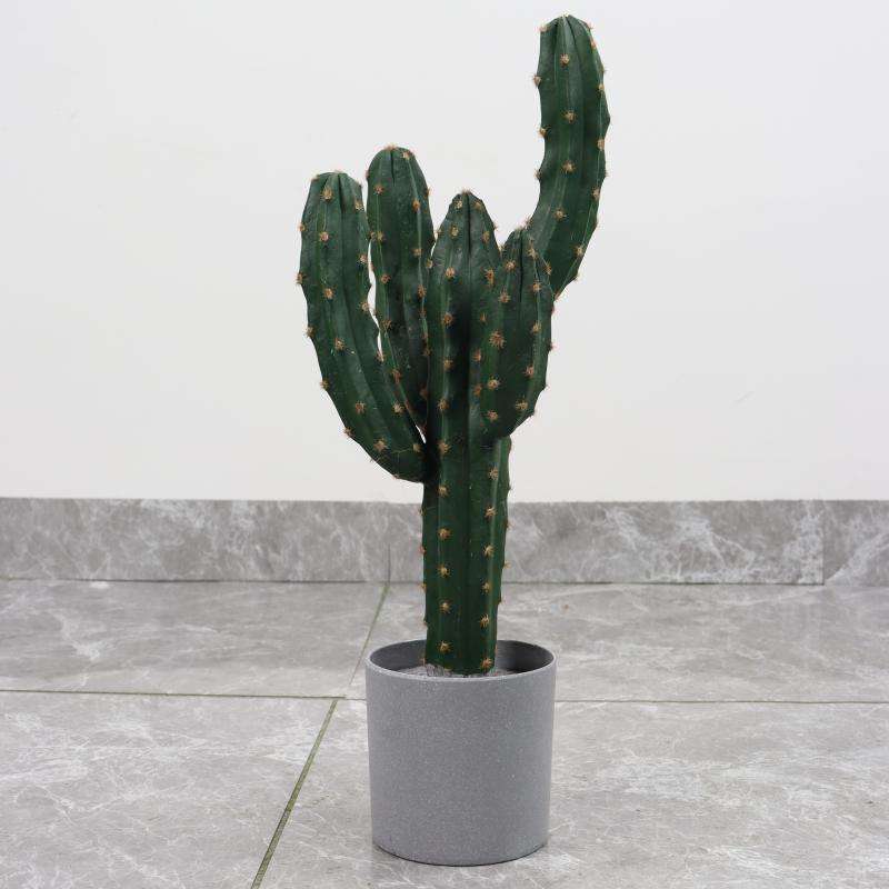 ไม้ห้าหัวหนามสีเหลือง58ซม