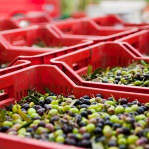 กล่อง40 LT แบบปิดด้านล่างผลิตภัณฑ์พลาสติกทางการเกษตรผู้จัดจำหน่ายจากอิตาลี - Product Image 3