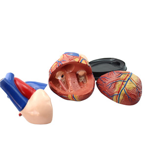 Modelo de corazón humano de PVC con aumento 5X de grado médico, 3 piezas magnéticas desmontables, modelo de corazón para enseñanza y entrenamiento médico - Product Image 4