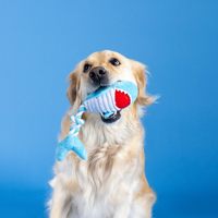 Jouet pour chien en peluche requin avec corde, jouet interactif à tirer et à mâcher avec queue en corde nouée