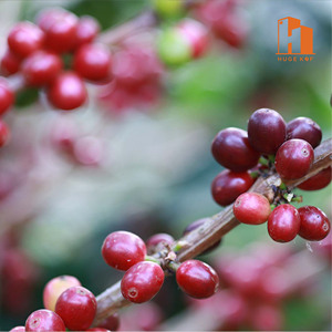 Bán Buôn Màu Xanh Lá Cây Hạt Cà Phê faq 100% Arabica Nhà Pha Trộn Rang OEM Số Lượng Lớn Cung Cấp Nguyên Liệu Cà Phê Cho Nhãn Hiệu Riêng Có Hương Vị Cà Phê - Product Image 5