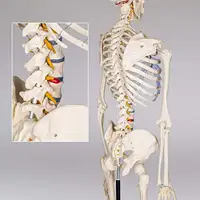 PVC 85cm insan iskelet modeli tıbbi bilim eğitim model beyin