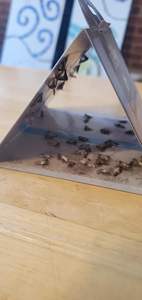 Piège efficace aux phéromones pour mites de garde-manger et mites des vêtements, non toxique et puissant pour les maisons et les placards - Product Image 3