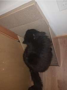 Chat Cadre D'escalade Scratcher Arbre Panneau D'éraflure De Chat - Product Image 4