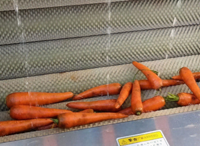 Laveuse de légumes à rouleaux ZHUOYU, capacité 100 kg, pompe en acier inoxydable de qualité alimentaire, haute efficacité pour les pommes de terre