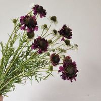 Bunga Scabiosa Atroupurpurea Buatan 5 Tangkai 74cm untuk Dekorasi Pernikahan dan Rumah (Grosir)