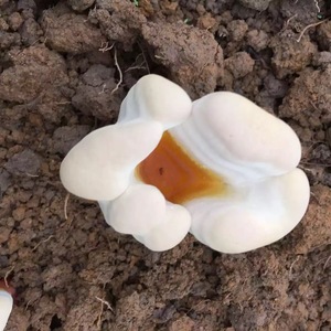 Gedroogde Ganoderma Lucidum Ruwe <span class=keywords><strong>Reishi</strong></span> Paddestoel, Wilde Lingzhi - Product Image 3