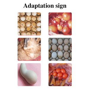 Aditivo alimenticio <span class=keywords><strong>para</strong></span> <span class=keywords><strong>aves</strong></span> de huevo que previene la piel de la arena y los huevos de piel suave Aminoácidos de grado - Product Image 4