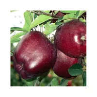 Оптовая цена, золотые вкусные фрукты, красные свежие яблоки для продажи