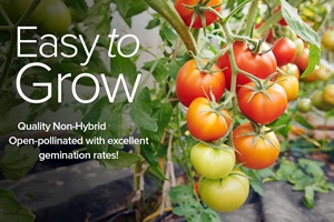 Hạt Giống Cà Chua 16 loạt các gói gia truyền Tiny tim <span class=keywords><strong>Cherry</strong></span> Beefsteak Roma xác định không xác định không biến đổi gen cho chậu hoa trồng - Product Image 6