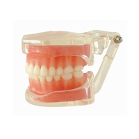 Modelo Dental de Dientes Removibles para Práctica, 28 Piezas, Modelo de Dientes con Encías Suaves
