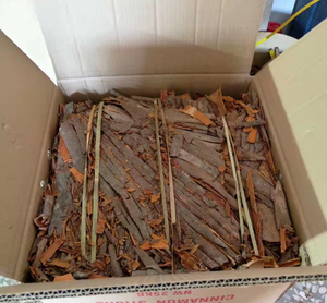 青春工厂提供批发供应高品质决明子（条状）散装香料，来自中国广西，起售量50公斤起 - Product Image 4