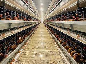 Jaula Higiénica <span class=keywords><strong>de</strong></span> Cuatro Niveles Fácil <span class=keywords><strong>de</strong></span> Limpiar con Sistema <span class=keywords><strong>de</strong></span> Ventilación para una Producción <span class=keywords><strong>de</strong></span> <span class=keywords><strong>Huevos</strong></span> Optimizada - Product Image 6