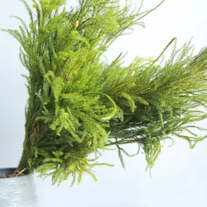 FBY02S-109 Decoration flower landscape material Pine Tree Grass Dried Diaphasiastrum veitchii leaves dried club moss