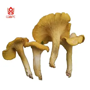 cantharellus cibarius