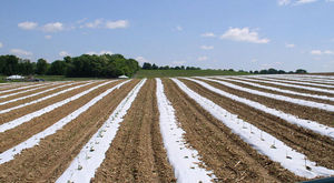 <span class=keywords><strong>Film</strong></span> de paillage plastique compostable et biodégradable noir, blanc, argenté, gaufré double face, largeur 50-70 cm, pour l'agriculture - Product Image 5