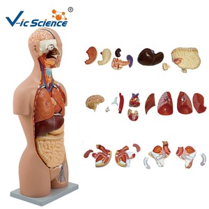 Modelo de Torso Muscular Bisexual de Lujo de 85 cm, Modelo de Anatomía Humana para la Enseñanza Médica - Product Image 3