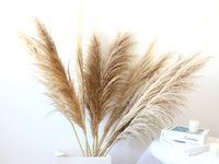 Grandes herbes de la Pampa séchées avec graines pour décoration de sol, vitrine et mariage