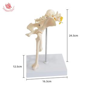 Modelo Anatómico de Articulación de Cadera de Perro Veterinario para la Enseñanza de la Anatomía del <span class=keywords><strong>Esqueleto</strong></span> Lumbar Animal - Product Image 2