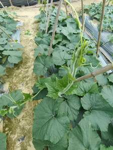 Volledig wateroplosbaar zeewierextract poeder, composttype supplement ter bevordering van de wortelgroei / bevordering van de plantenontwikkeling, groen poeder - Product Image 4