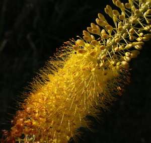 Pó de Extrato de Bulbine <span class=keywords><strong>Natalensis</strong></span>/Bulbine <span class=keywords><strong>Natalensis</strong></span> - Product Image 6