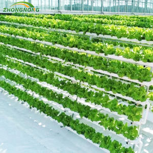 Serra Commerciale Intelligente Multi-Campata in Vetro Strutturale con Telaio in Acciaio Zincato a Caldo di Grandi Dimensioni per l'Agricoltura - Product Image 2