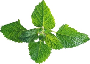 Extracto de bálsamo de limón, certificado ISO9001, 10:1, Melissa Officinalis PE - Product Image 4