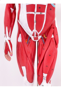 Modelo de músculo <span class=keywords><strong>humano</strong></span> de <span class=keywords><strong>cuerpo</strong></span> completo de PVC de 80CM con órganos internos modelo de anatomía de <span class=keywords><strong>ciencia</strong></span> médica para estudio de músculos y órganos - Product Image 6