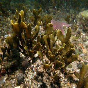 Fucoxantina Natural de Alta Calidad con Certificación GMP, <span class=keywords><strong>Fucoidan</strong></span> de Grado Alimenticio, Extracto de Fucus Vesiculosus en Envase de Tambor, Probado por HPLC, Sin Solventes - Product Image 3
