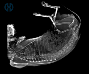 Mesin radiologi dokter hewan Desktop untuk Diagnosis anjing dengan kinerja andal dalam klinik hewan peliharaan - Product Image 4