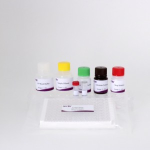 Kit <span class=keywords><strong>ELISA</strong></span> indirect pour l'herpèsvirus équin |   <span class=keywords><strong>Test</strong></span> d'anticorps EHV-1/EHV-4 |   Kit de diagnostic vétérinaire 96T - Product Image 4