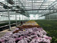 Film tunnel SHOUZHENG à lumière diffusée 130m anti-âge moulé par soufflage (bleu clair/jaune/transparent) pour plantes ornementales et fleurs