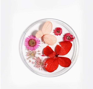 <span class=keywords><strong>Flores</strong></span> <span class=keywords><strong>secas</strong></span> prensadas Nail Art, decoración 3D de <span class=keywords><strong>flores</strong></span> <span class=keywords><strong>secas</strong></span> reales para <span class=keywords><strong>uñas</strong></span> <span class=keywords><strong>acrílicas</strong></span> en Gel UV - Product Image 3