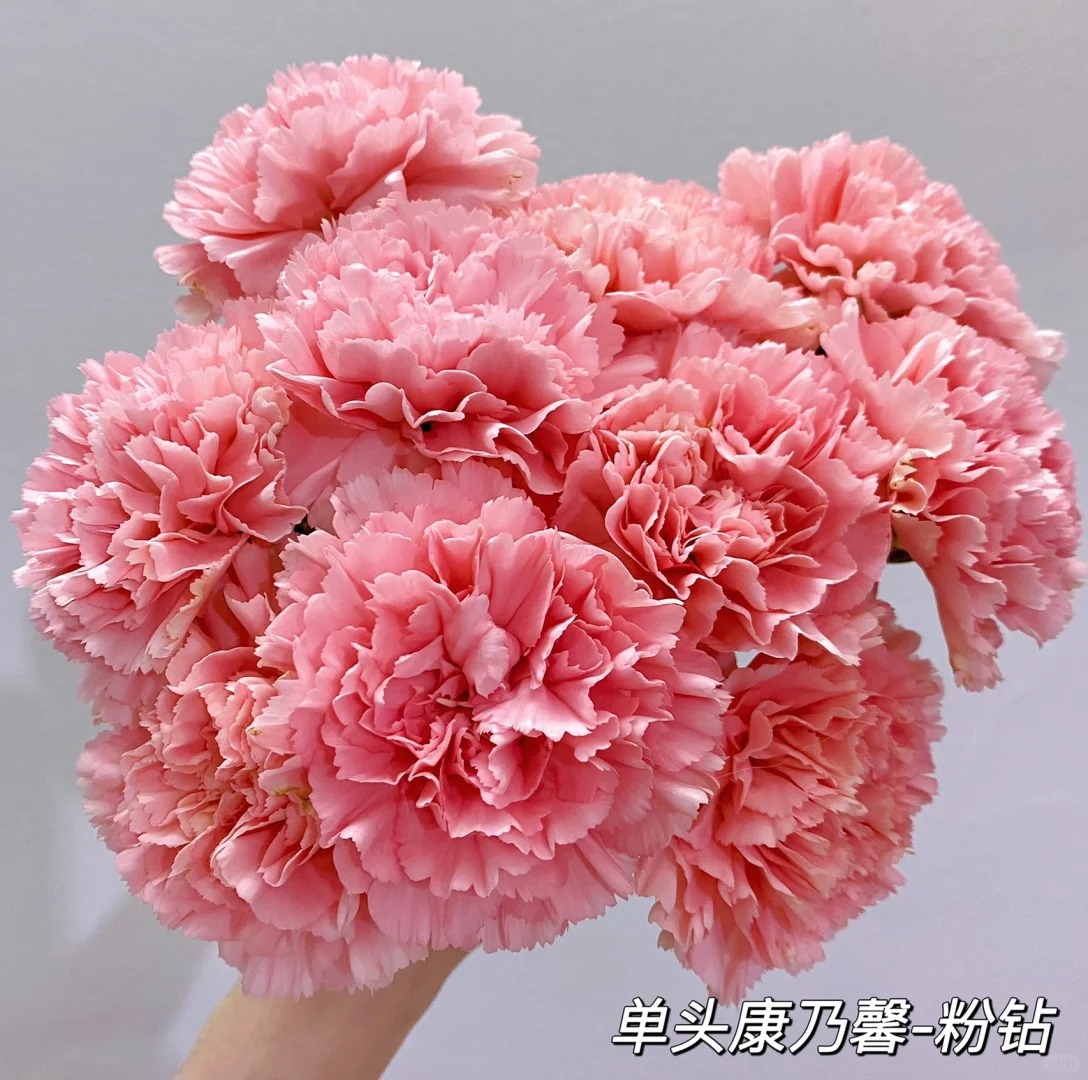 Oeillets à tête unique diamant rose-18-20 tiges