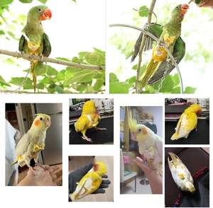 Popok burung <span class=keywords><strong>Cockatiel</strong></span> pakaian setelan penerbangan popok burung dapat digunakan kembali dengan lapisan dalam tahan air celana merpati lucu - Product Image 5