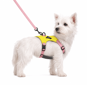Harnais pour chien robuste, rembourré et réglable, pour grandes races, idéal pour les bermauds allemands, les labrador, les promenades en plein air - Product Image 3