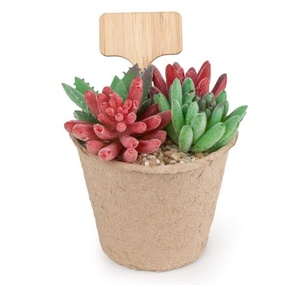 100Pcs Bamboo Plant Labels <strong>Garden</strong> Markers T-Type Tags <strong>Wooden</strong> Plant Sign Tags Eco-Friendly Gardening Wood <strong>Stakes</strong> <strong>for</strong> Seed Herbs - Product Image 5
