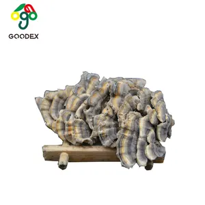 2022 Best Selling Wild Turkey Tail Mushroom