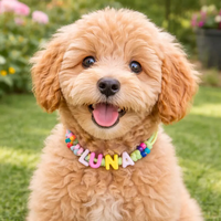 Collier personnalisé pour chiot et chat XS-XXL, collier pour chien avec nom personnalisé, collier pour animal de compagnie en paracorde réglable, couleurs pastel de Pâques