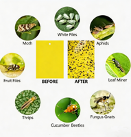 OEM Vliegenvanger Kleverige Fruitvlieg Vallen Binnen Kleverige Gele Vliegenvallen Insecten Lijmvallen in de Tuin