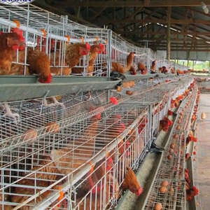 Offre Spéciale 96 / 160 oiseaux 3/4 couches équipement agricole un type <span class=keywords><strong>cages</strong></span> de batterie pour couches cage - Product Image 5