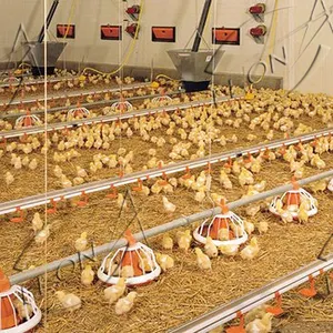 Equipo automático de granja de pollos, para aves de corral, precio bajo