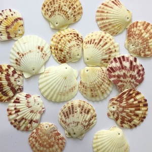 SCALLOP SHELL - SEASHELL <b>CRAB</b> SHELL for CRAFTS - Product Image 6