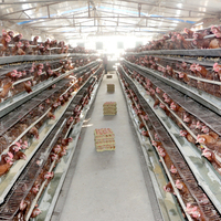 Cage de poulet nouvelle condition pour l'élevage de volailles en acier automatique de type A Cage de maison de batterie pour caille lapin oiseau cage d'animaux