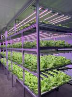 Serres agricoles verticales multi-chapelles mobiles et fixes d'intérieur Loyal LS-4040 pour la culture hydroponique à grande échelle