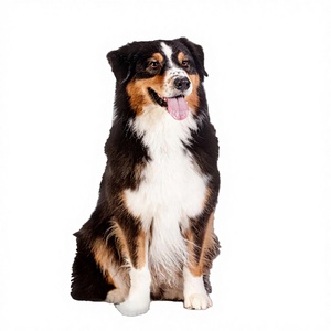 RUNMEI Tapis d'apprentissage jetables écologiques 100 % coton au charbon de bois pour chiots, très grands, pour l'apprentissage de la propreté des animaux de compagnie - Product Image 4
