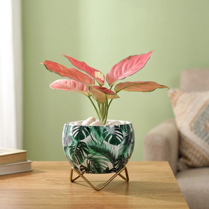 Petits pots de fleurs décoratifs pour table, senteur tropicale, pour plantes succulentes, cactus, petites plantes vertes, décoration intérieure - Product Image 5