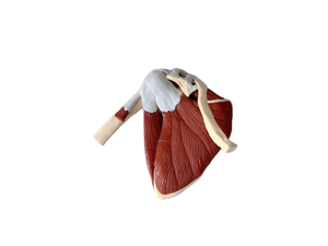 डार्हमी जीवन-आकार प्लास्टिक चिकित्सा विज्ञान मॉडल मांसपेशियों और स्नायुबंधन के साथ संयुक्त - Product Image 4