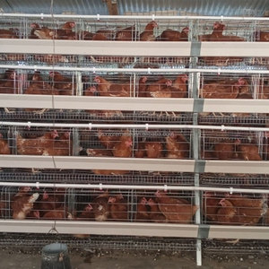 Gabbia per Galline Ovaiole in Acciaio Zincato a Caldo per Allevamento Avicolo, 96/120/128/160 Polli, 3/4 Livelli, Tipo H Antiruggine - Product Image 6