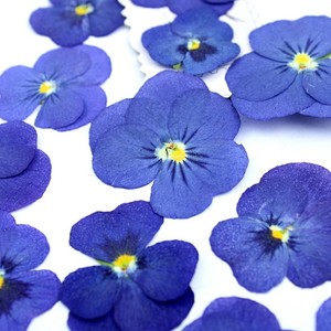 Matériaux pour boucles d'oreilles et bracelets <span class=keywords><strong>DIY</strong></span> en résine, <span class=keywords><strong>fleurs</strong></span> <span class=keywords><strong>séchées</strong></span> véritables, <span class=keywords><strong>fleurs</strong></span> pressées, accessoires sur le thème de la forêt éthérée - Product Image 5